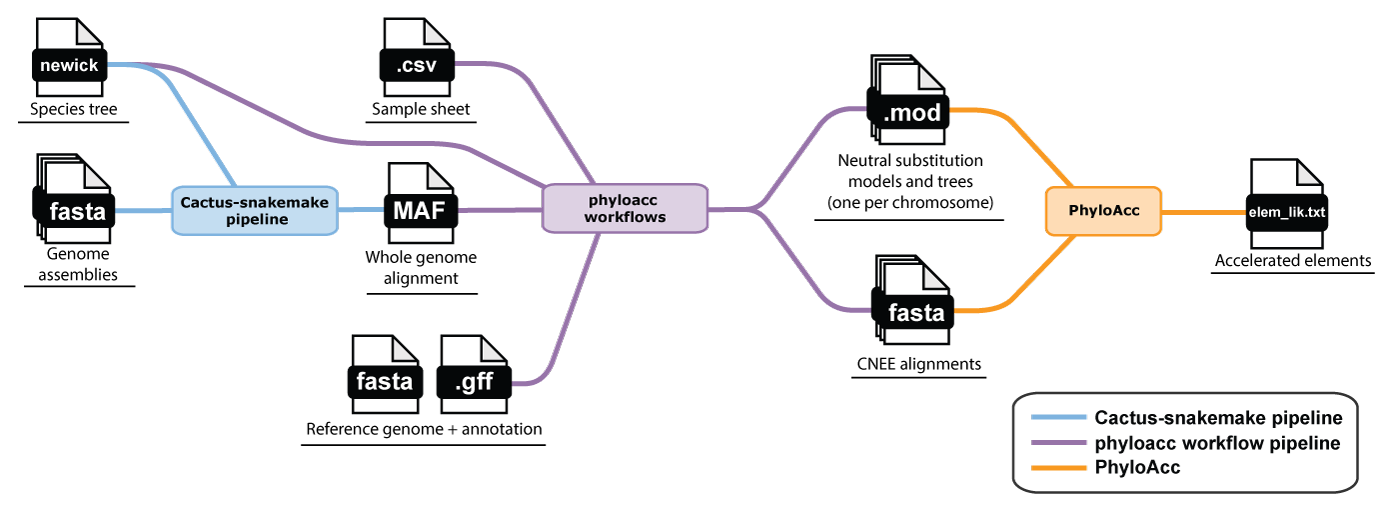 Overview of inputs and pipelines: genome assemblies and a species tree go into a Cactus-snakemake pipeline to produce a whole-genome alignment (MAF); the MAF, a sample sheet, and a reference genome and annotation go into phyloacc-workflows to produce neutral substitution models and CNEE alignments; those are then fed into PhyloAcc to produce accelerated elements.